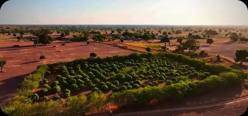 Senegal Agroforestry