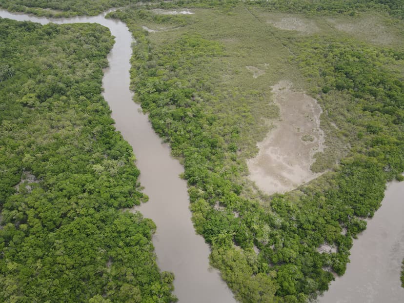 Brazil Mangrove Restoration